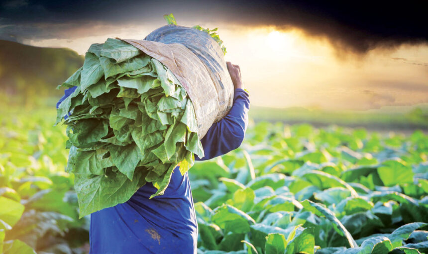WHY INTERNATIONAL MARKETING IS MALAWI’S CAPABILITY UNDERBELLY